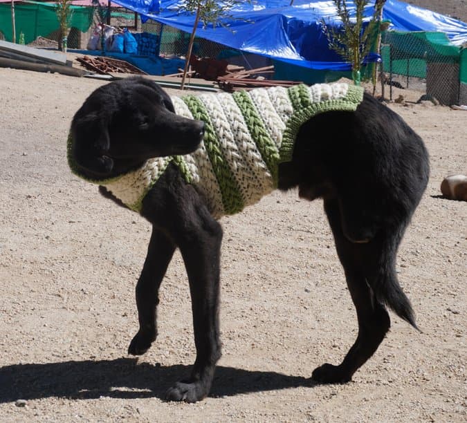 A black dog at Semschan, Leh, wearing a green and cream crocheted sweater