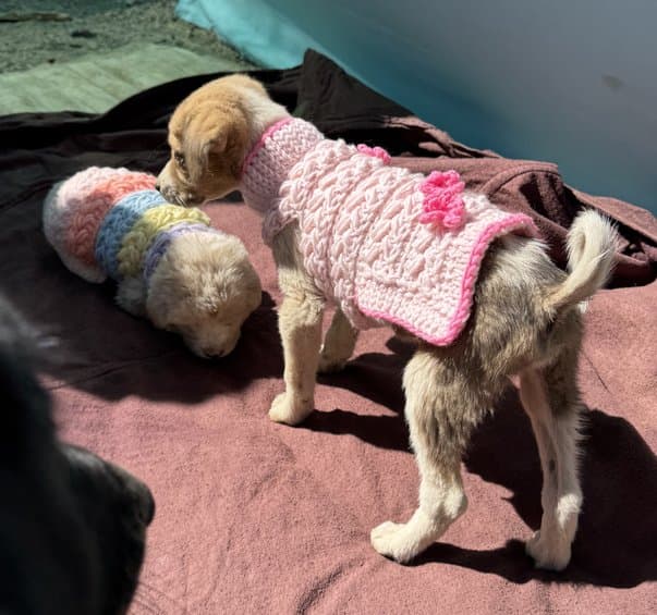 A small dog wearing a pink crocheted sweater, beside another dog in a striped one
